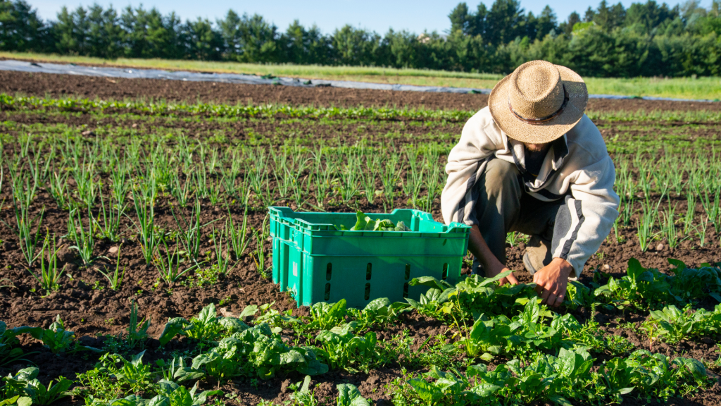 REDinc: Using Cutting Edge Techniques to Pioneer Sustainable Farming